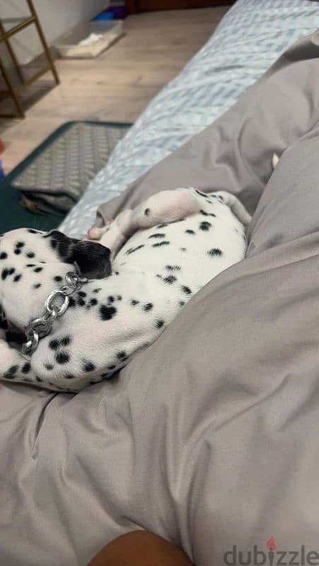 dalmatian dog 4