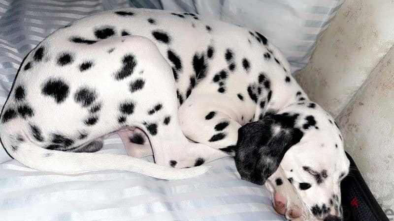 dalmatian dog 5