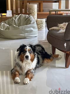 australian shepherd blue merle 0