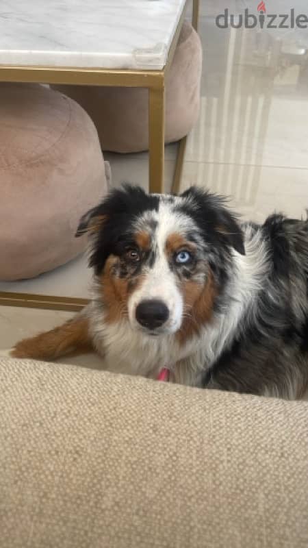 australian shepherd blue merle 1