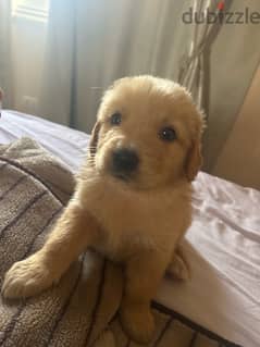 Labrador Retriever new born 0