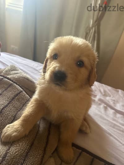 Labrador Retriever new born