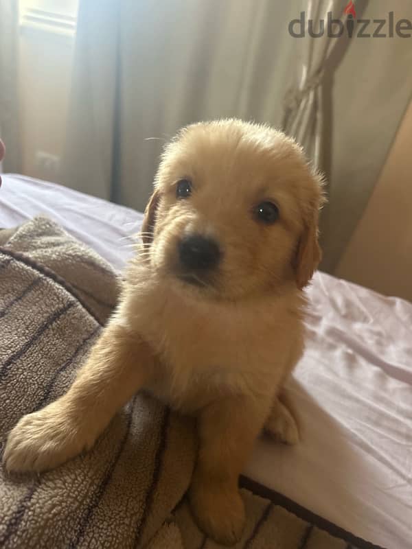 Labrador Retriever new born 0