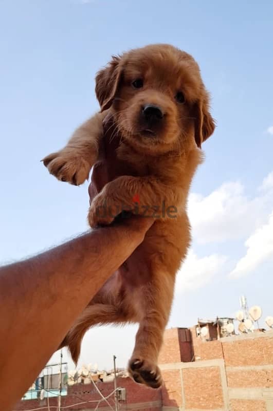 جراوي جولدن بيور  - Golden Puppies 2