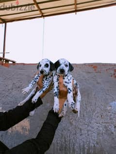 Dalmatian puppies 40 days 0