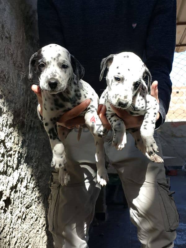 Dalmatian puppies 40 days 1