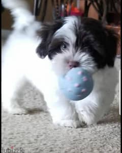 HAVANESE PUPPIES 0