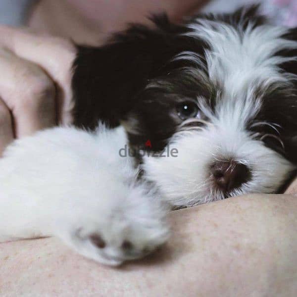 HAVANESE PUPPIES 1