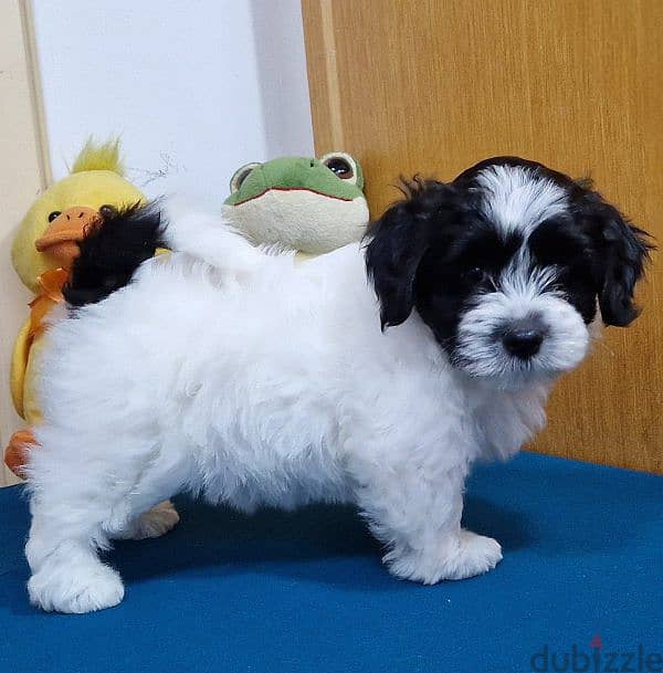 HAVANESE PUPPIES 2