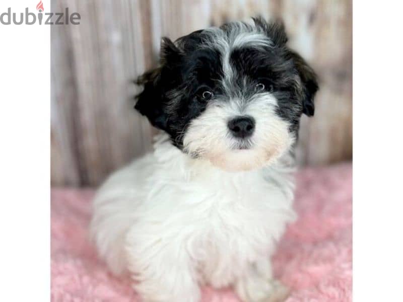 HAVANESE PUPPIES 3