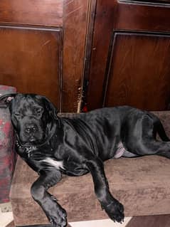 Cane Corso for meeting للجواز فقط 0