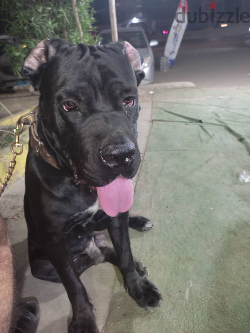 Cane Corso for meeting للجواز فقط 2