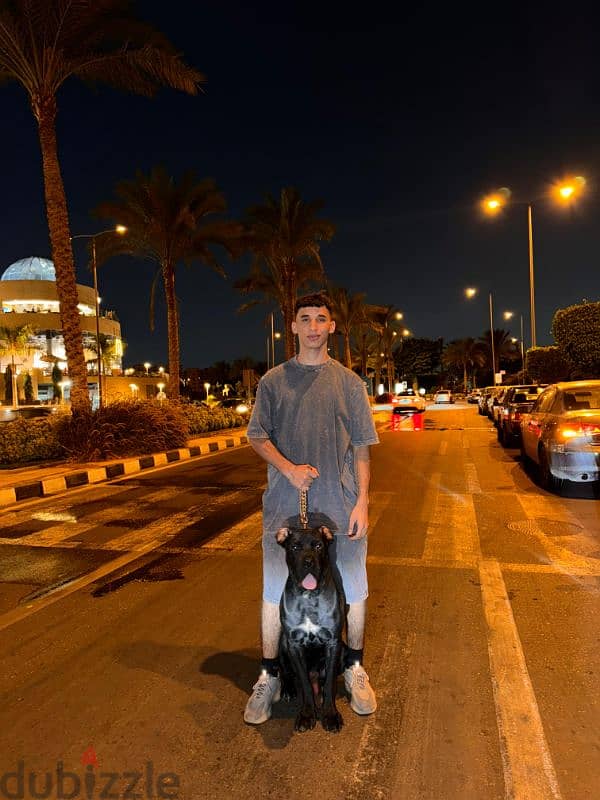 Cane Corso for meeting للجواز فقط 4