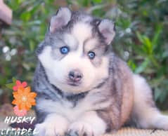 بنوته هاسكي للبيع  husky 0