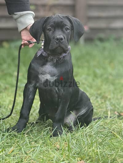 Cane Corso Dog for Sale from Europe with All Documents