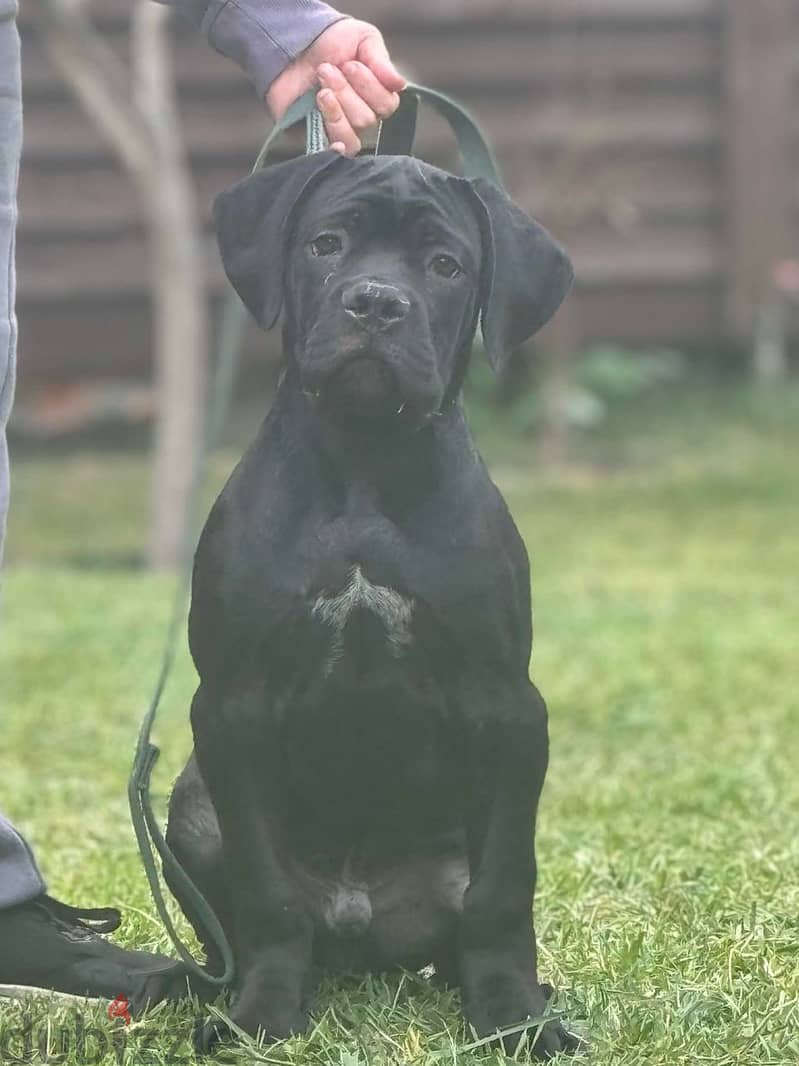 Cane Corso Dog for Sale from Europe with All Documents 1