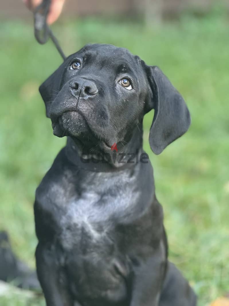 Cane Corso Dog for Sale from Europe with All Documents 2