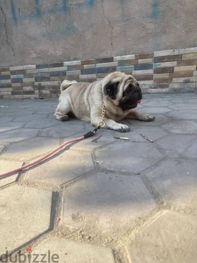 male pug ذكر بج