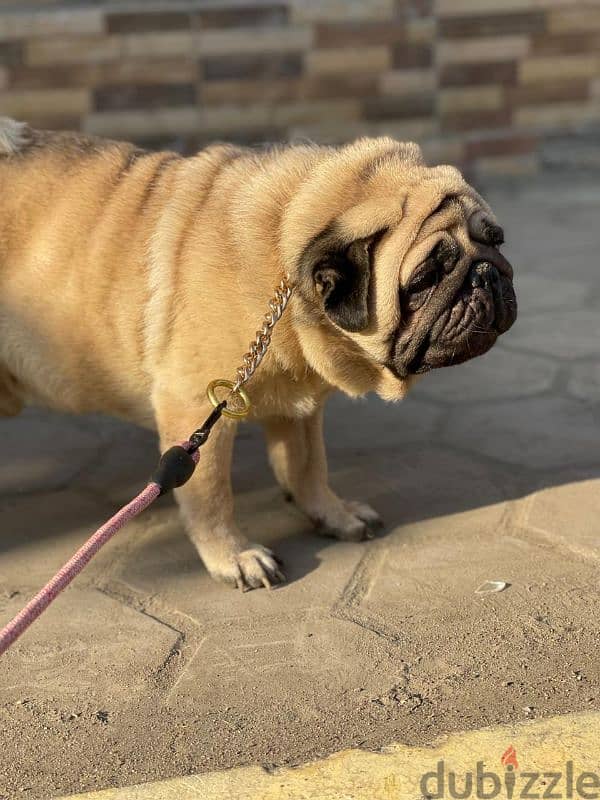 male pug ذكر بج 1