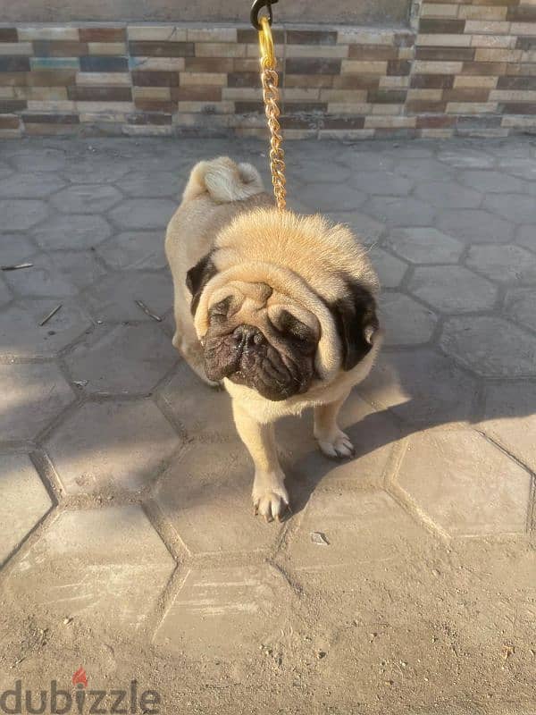 male pug ذكر بج 2