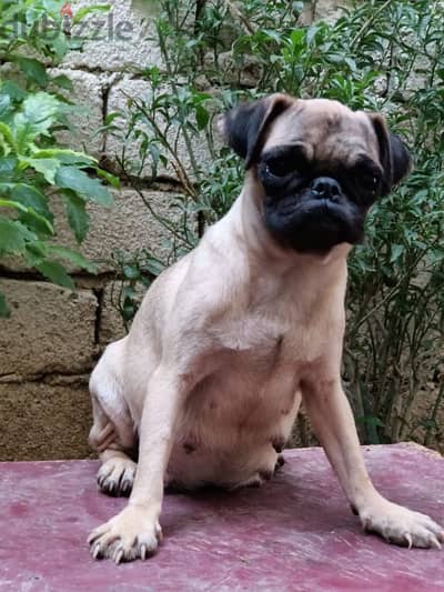 pug pregnant female انثي بج حامل