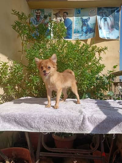 Pomeranian male vaccinated بوميرانيان ولد ميني جدا ٥ شهور