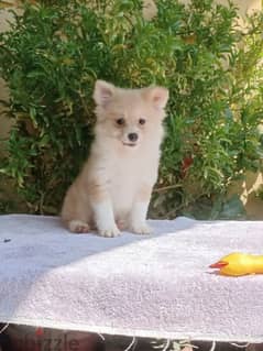 pomeranian male ولد بوميرانيان 0