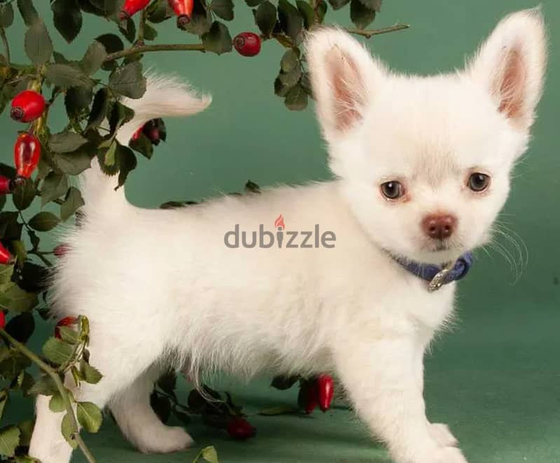 Chihuahua Dog Long Hair From Europe With All Documents 2