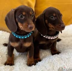 Dachshund Puppies for sale From Europe With All Documents 0