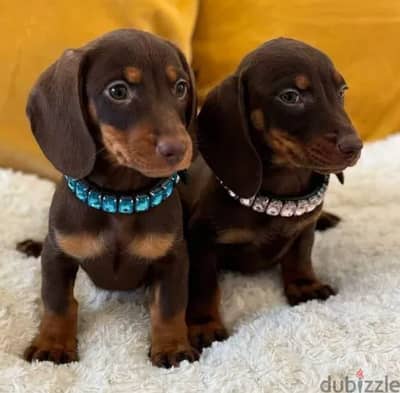 Dachshund Puppies for sale From Europe With All Documents