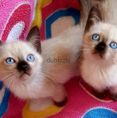 سيامي قطط سيامى بيور siamese kitten