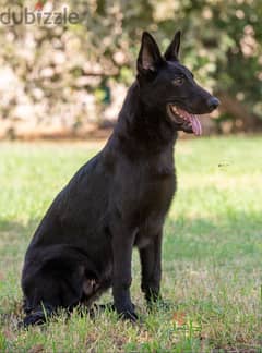 german shepherd puppies جراوي جيرمن شيبرد 0