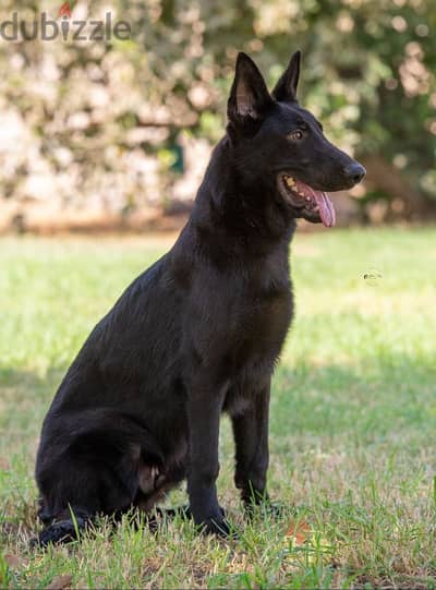 german shepherd puppies جراوي جيرمن شيبرد