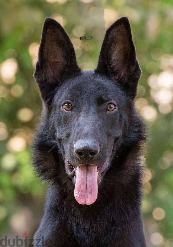 german shepherd puppies جراوي جيرمن شيبرد 1