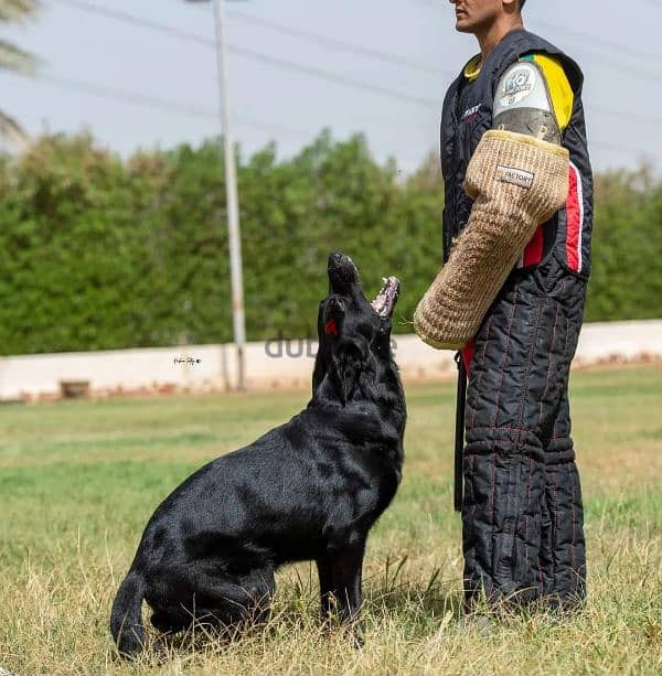 german shepherd puppies جراوي جيرمن شيبرد 4