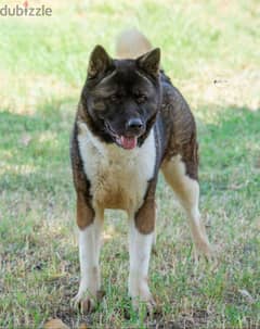 Female american akita اميركان اكيتا 0