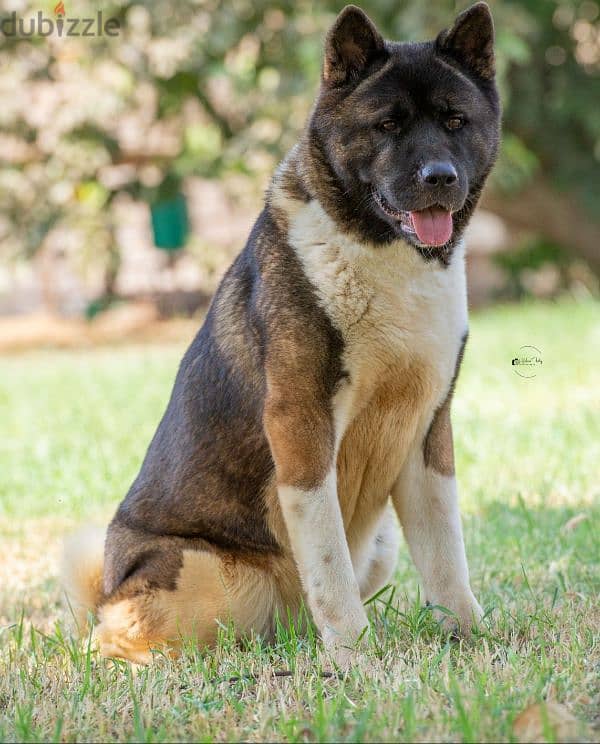 Female american akita اميركان اكيتا 2