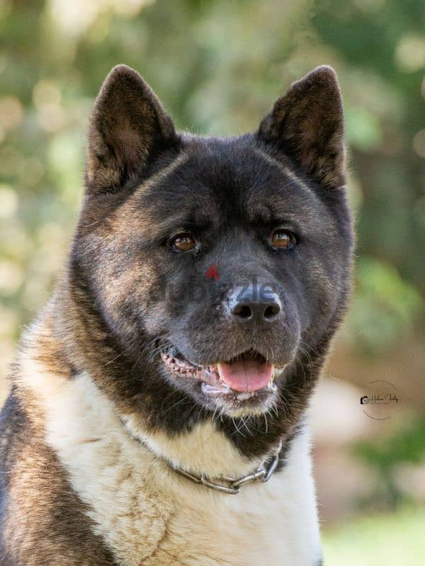 Female american akita اميركان اكيتا 3