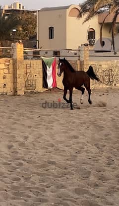 حصان إنجليزي English horse 0