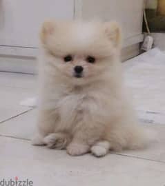 pomarenian puppy بومارنين 0