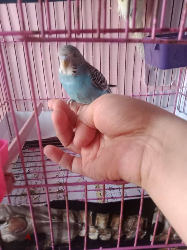 love bird budgie 1