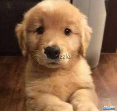 golden retriever  جولدن ريتريفر