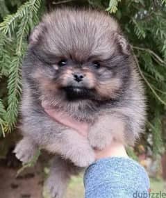 Beautiful Pomeranian puppy Male from Russia 0