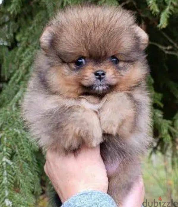 Beautiful Pomeranian puppy Male from Russia 1