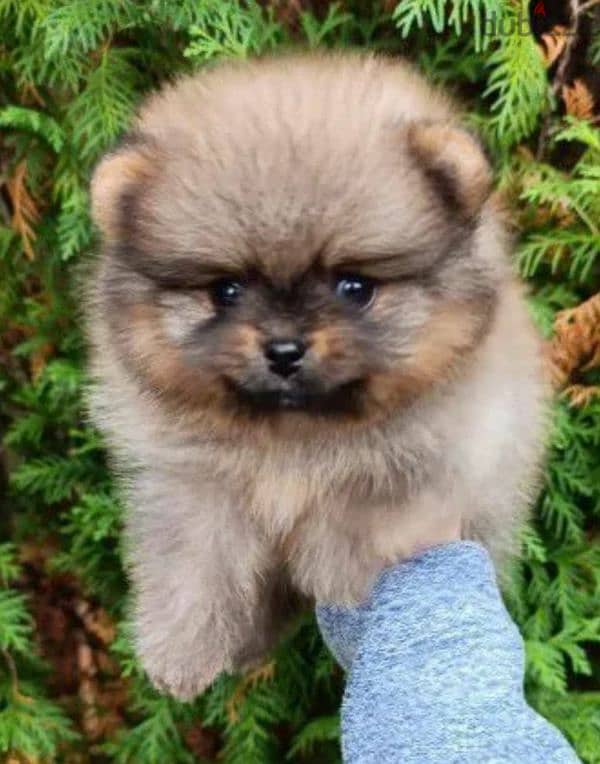 Beautiful Pomeranian puppy Male from Russia 2