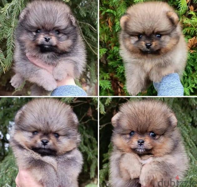 Beautiful Pomeranian puppy Male from Russia 3