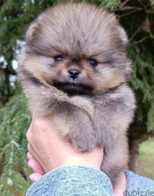 Beautiful Pomeranian puppy Male from Russia 4