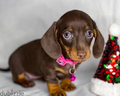 Rabbit dachshund boy from Russia