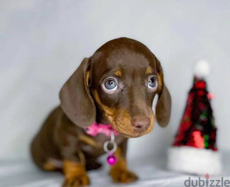 Rabbit dachshund boy from Russia 1