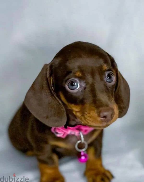 Rabbit dachshund boy from Russia 3